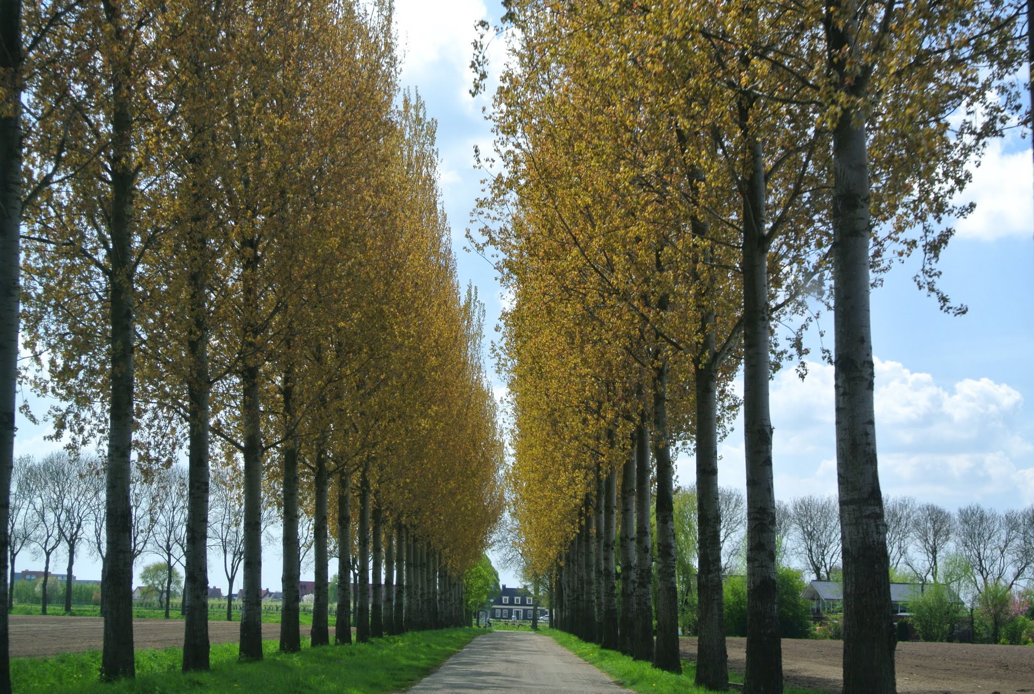 Buren photo